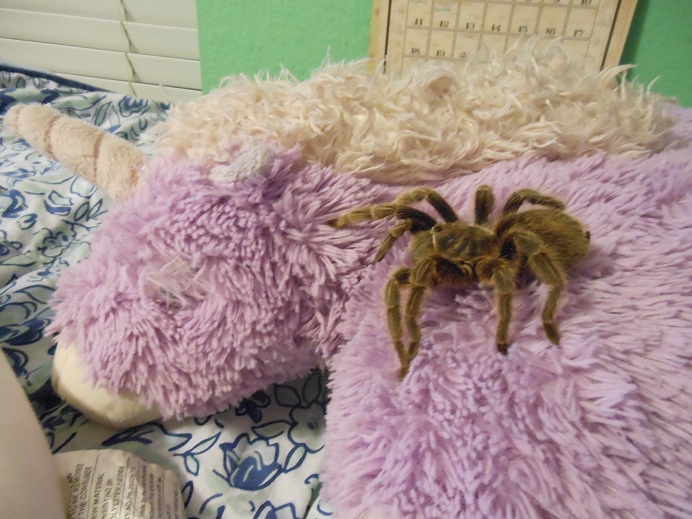 Alazne, G. rosea