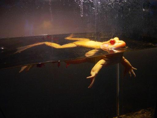 albino bullfrog