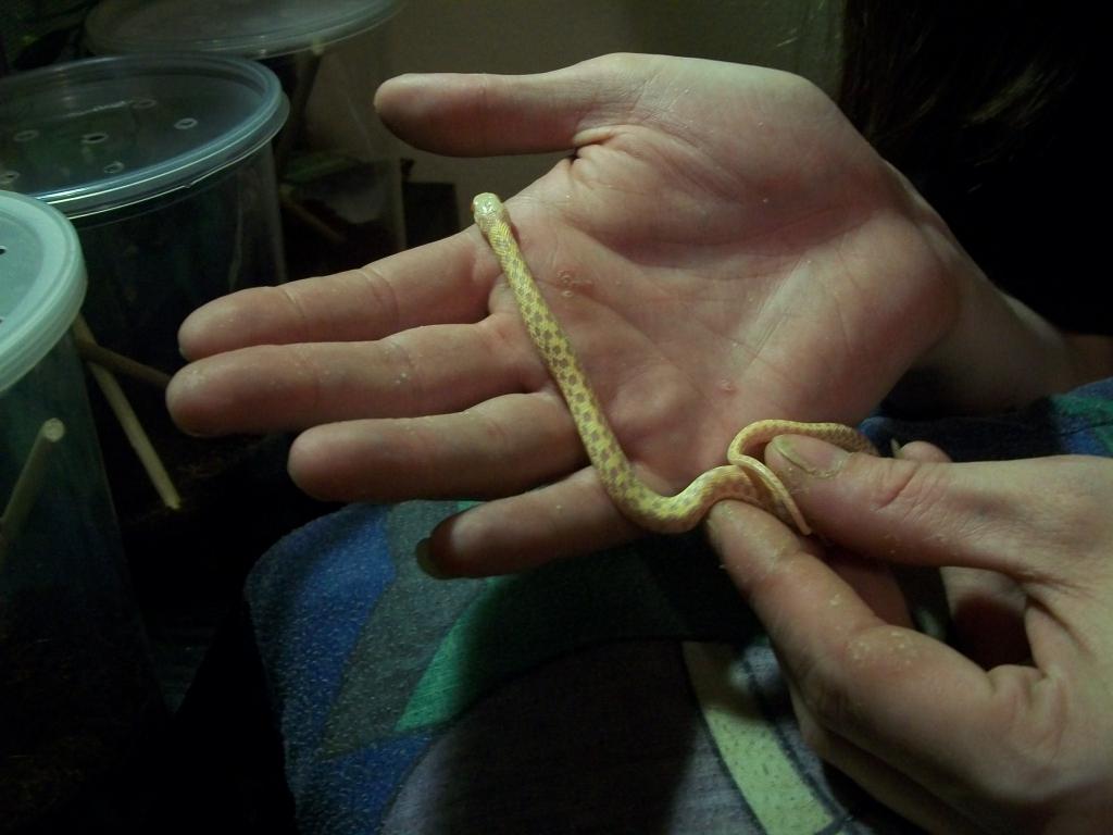 Albino checkered garter snake