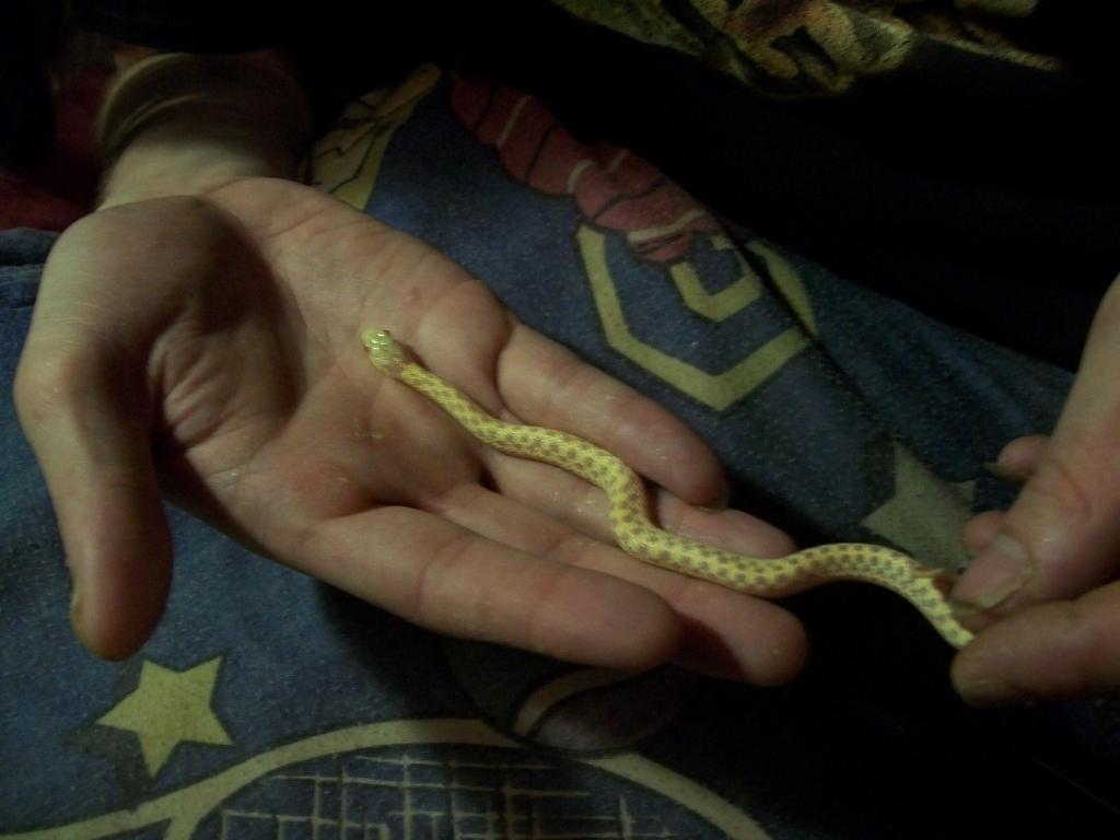 Albino checkered garter snake