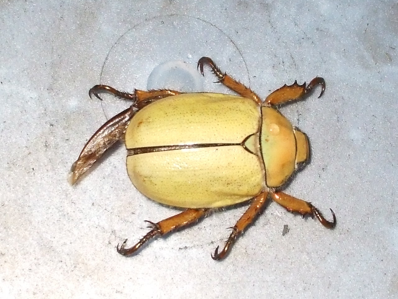 Albino June Bug 001