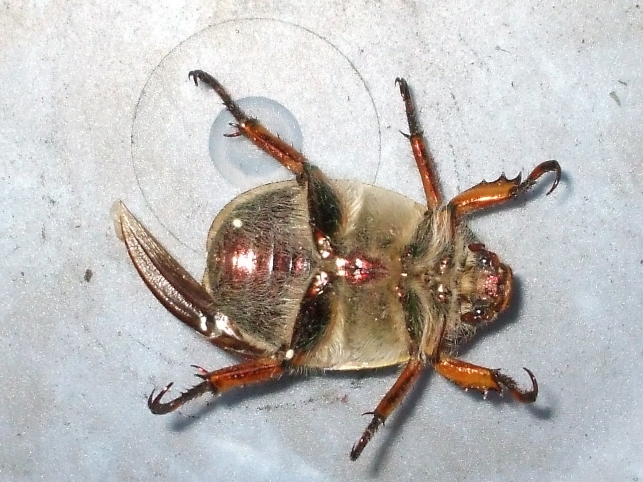 Albino June Bug 002