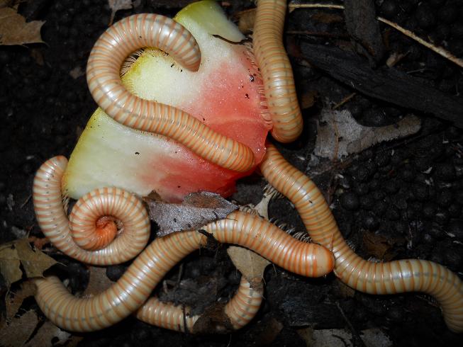 Albino Narceus Americanus