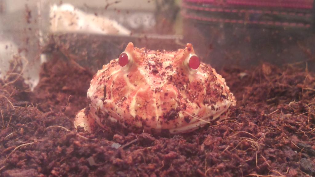 Albino Ornate Horned Frog