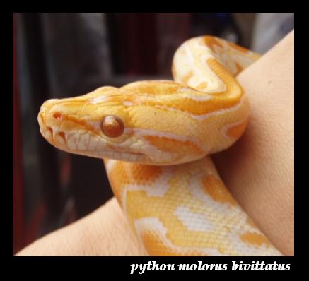 Albino Python Molurus Bivittatus