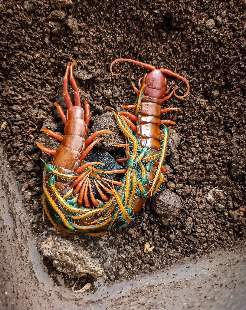 "albino" subspinipes with babies