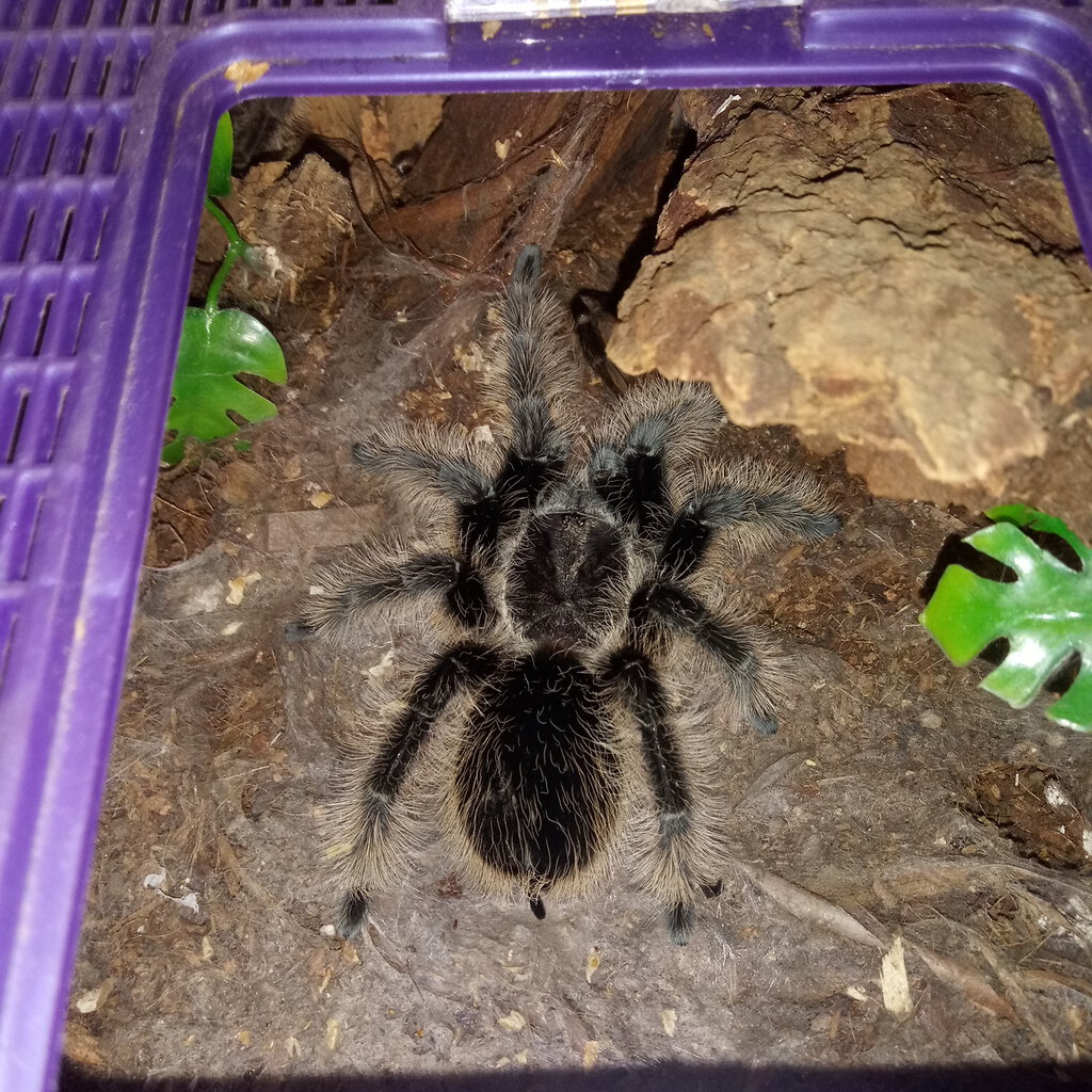 Albopilosum Female