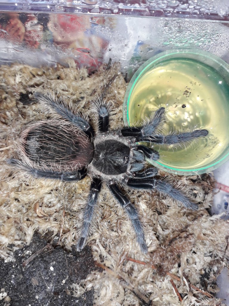 Albopilosum Honduras