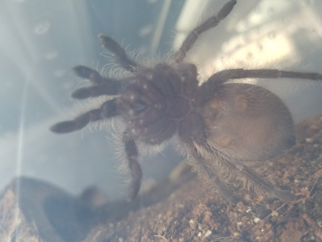 Albus (Brachypelma albopilosum)