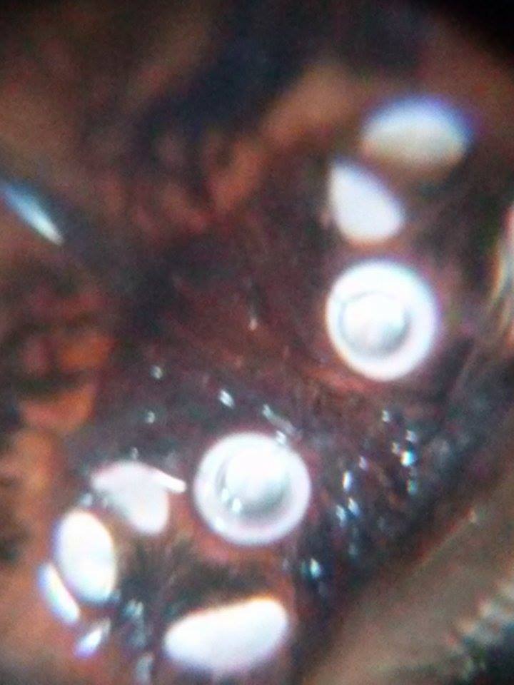 alien eyes of p. regalis :)