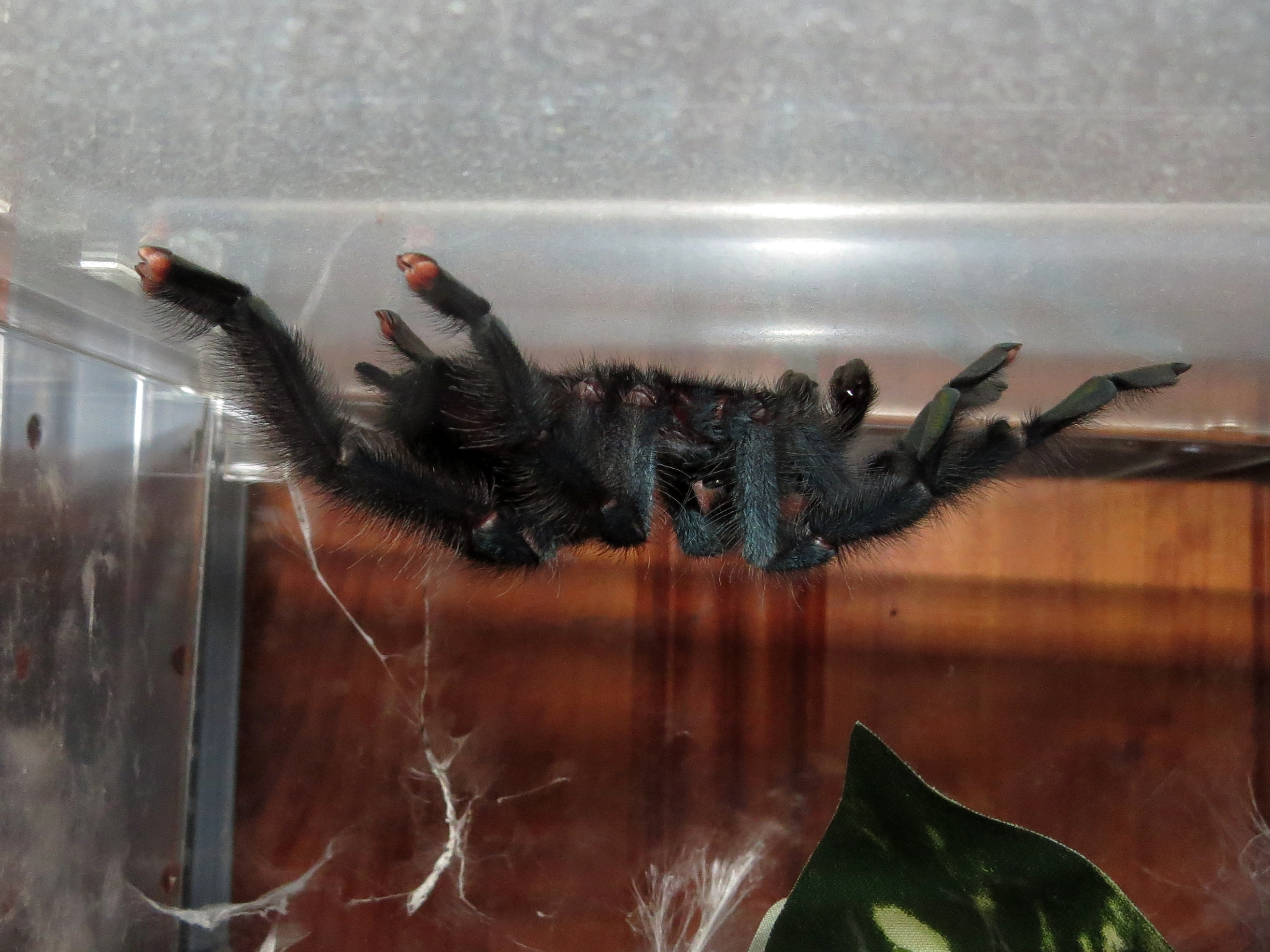 All Hooked Out (♂ Avicularia avicularia 4″) [1/2]