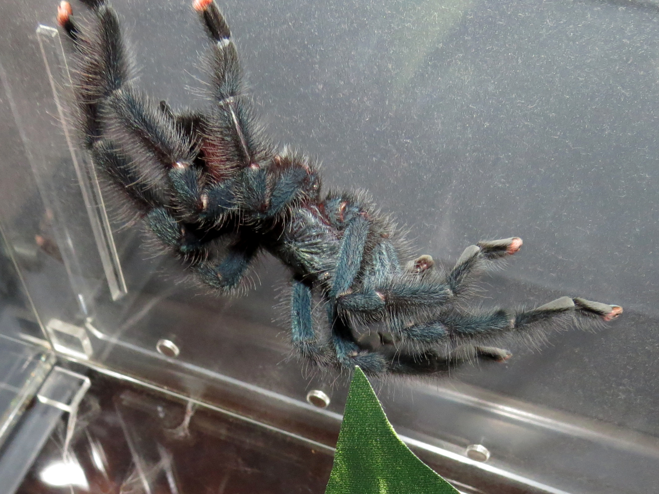 All Hooked Out (♂ Avicularia avicularia 4″) [2/2]