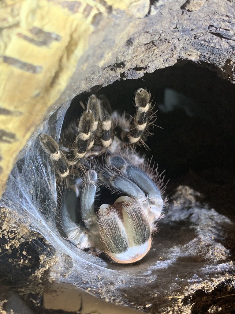 Almost done molting!