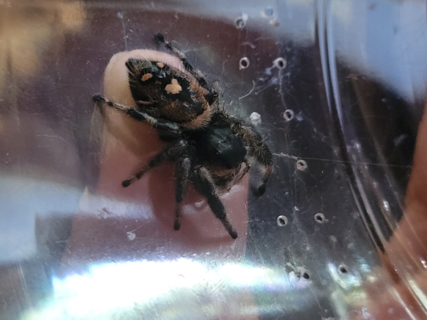 Alpha (Phidippus regius)