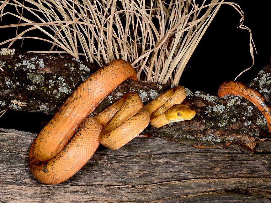 Amazon Tree Boa