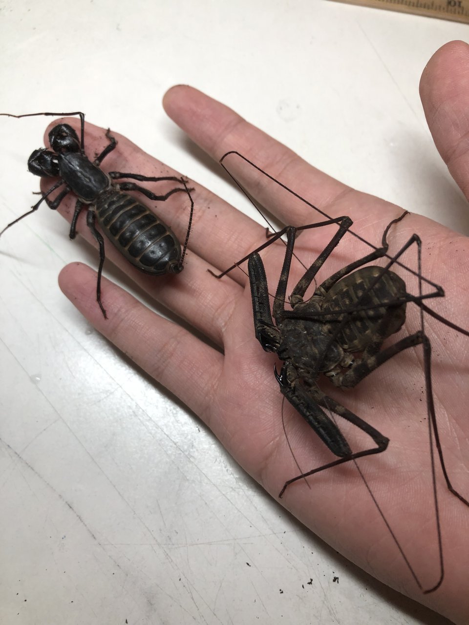 Amblypygi and Vinegaroon