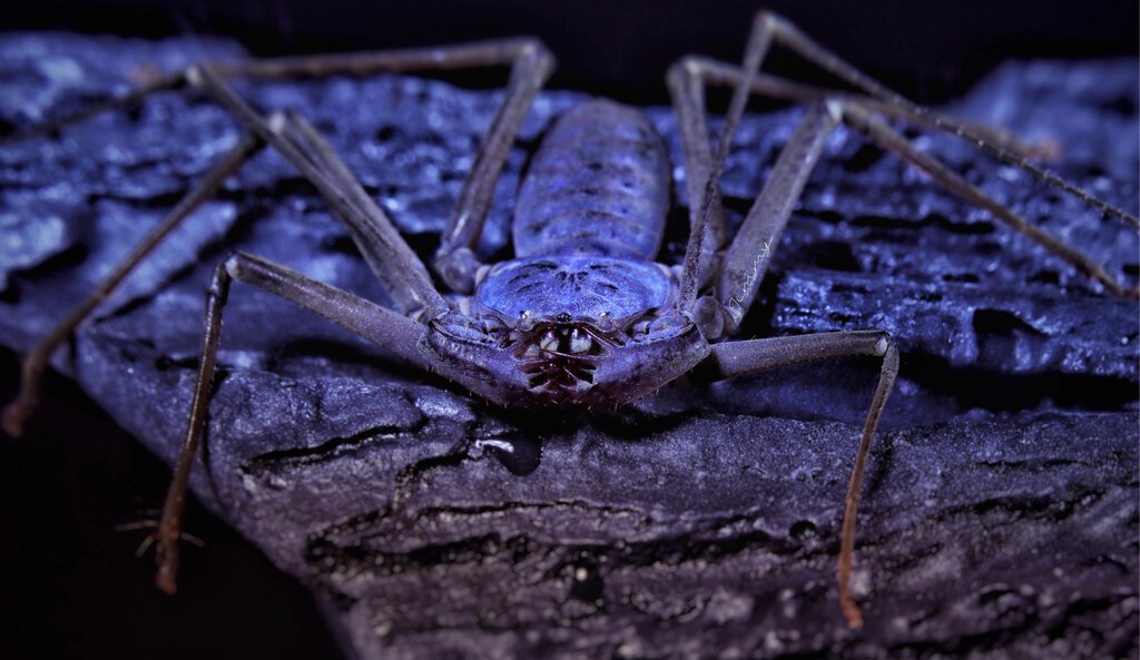 Amblypygi Waygoldtia sp