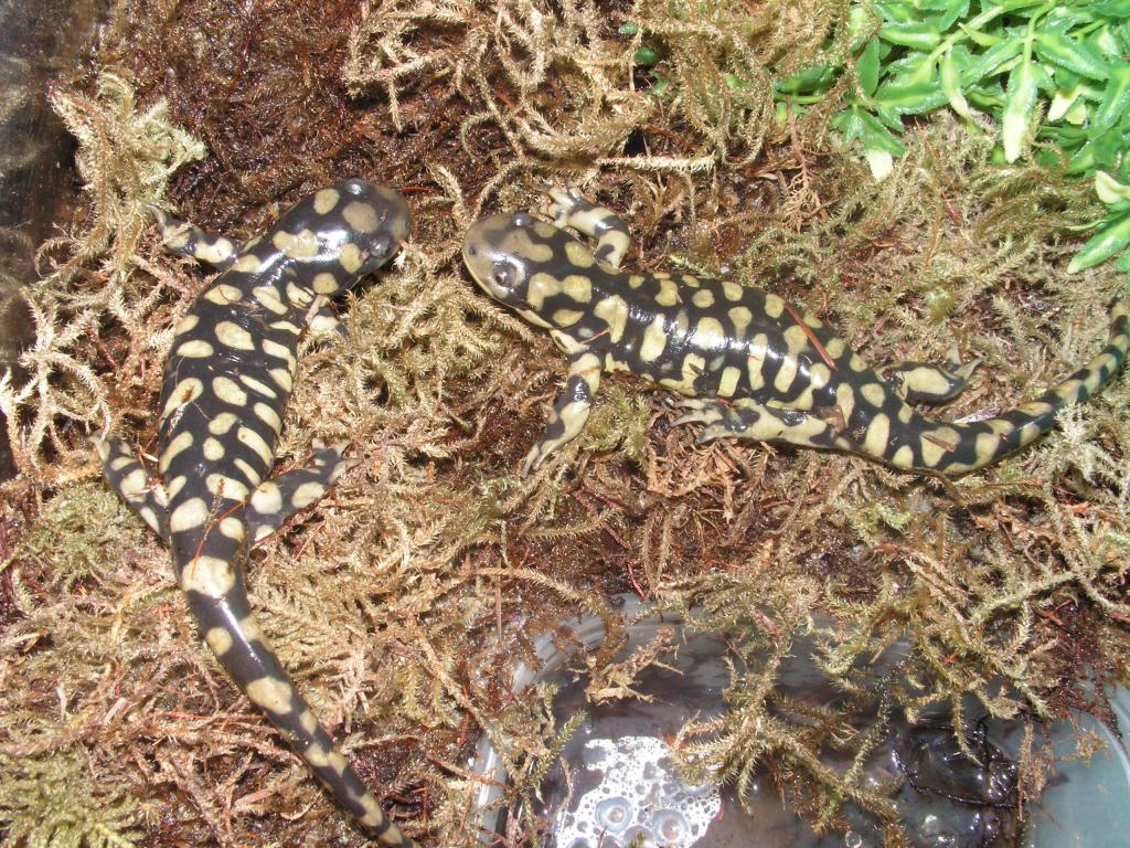 Ambystoma mavortium