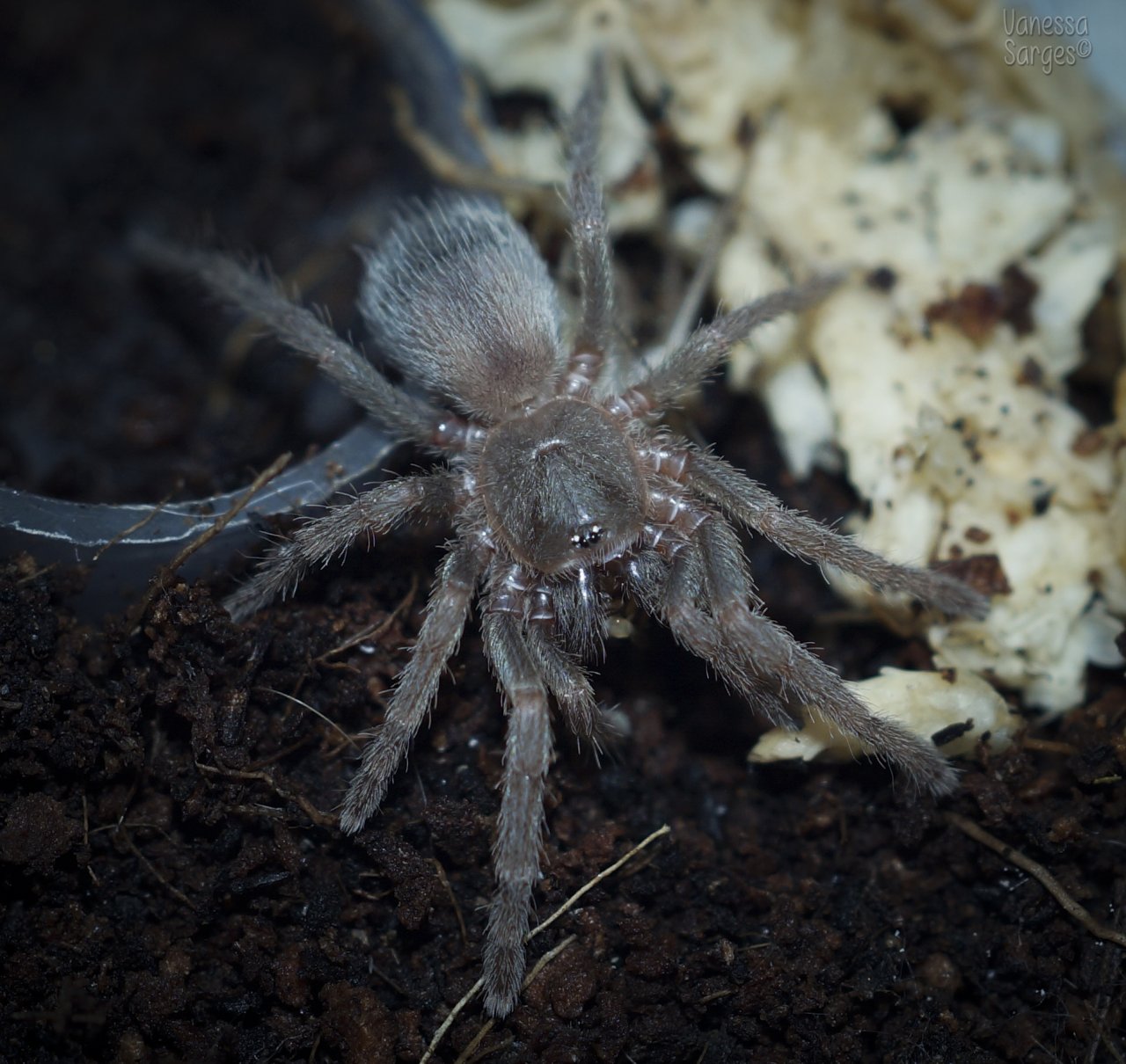 Ami sp. Colombia