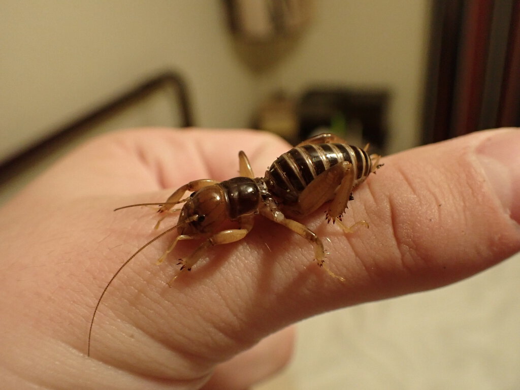 Ammopelmatus navajo