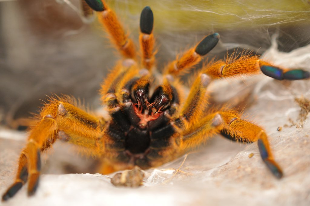 An angry OBT .....