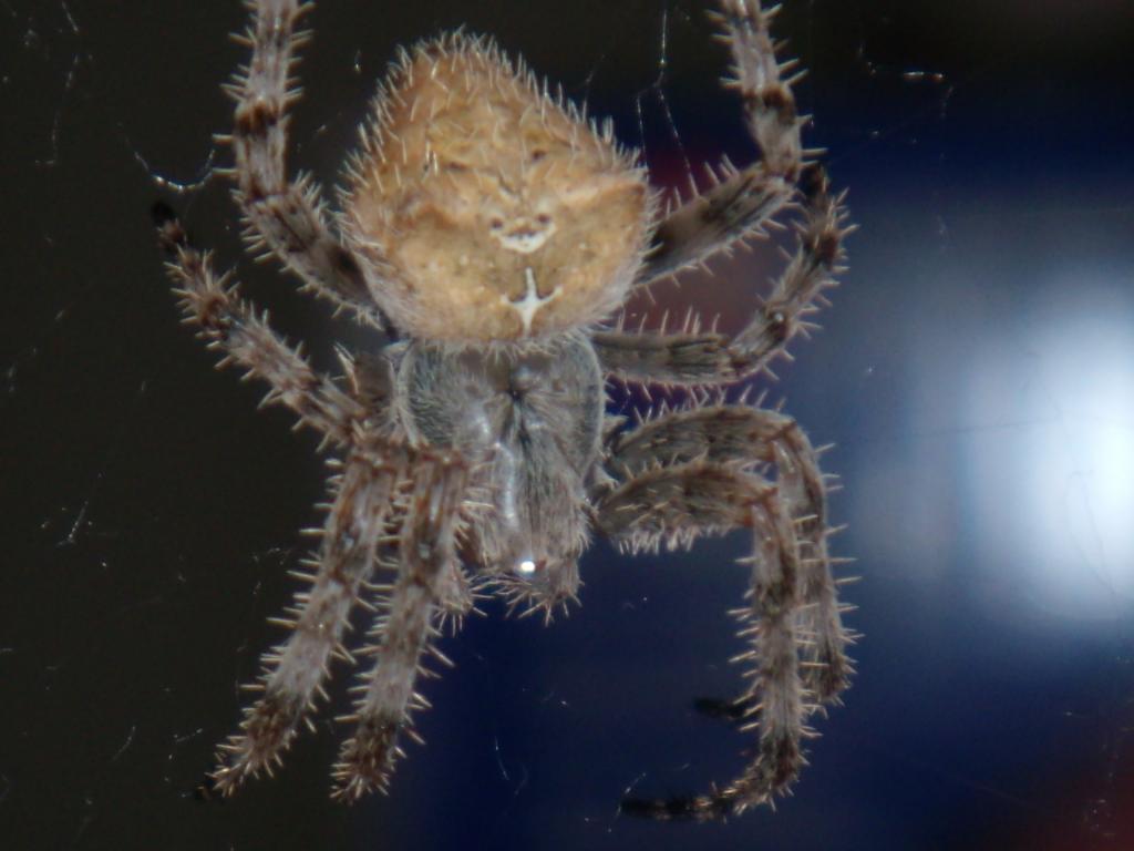 An Orb weaver I found, Pararaneus sp.