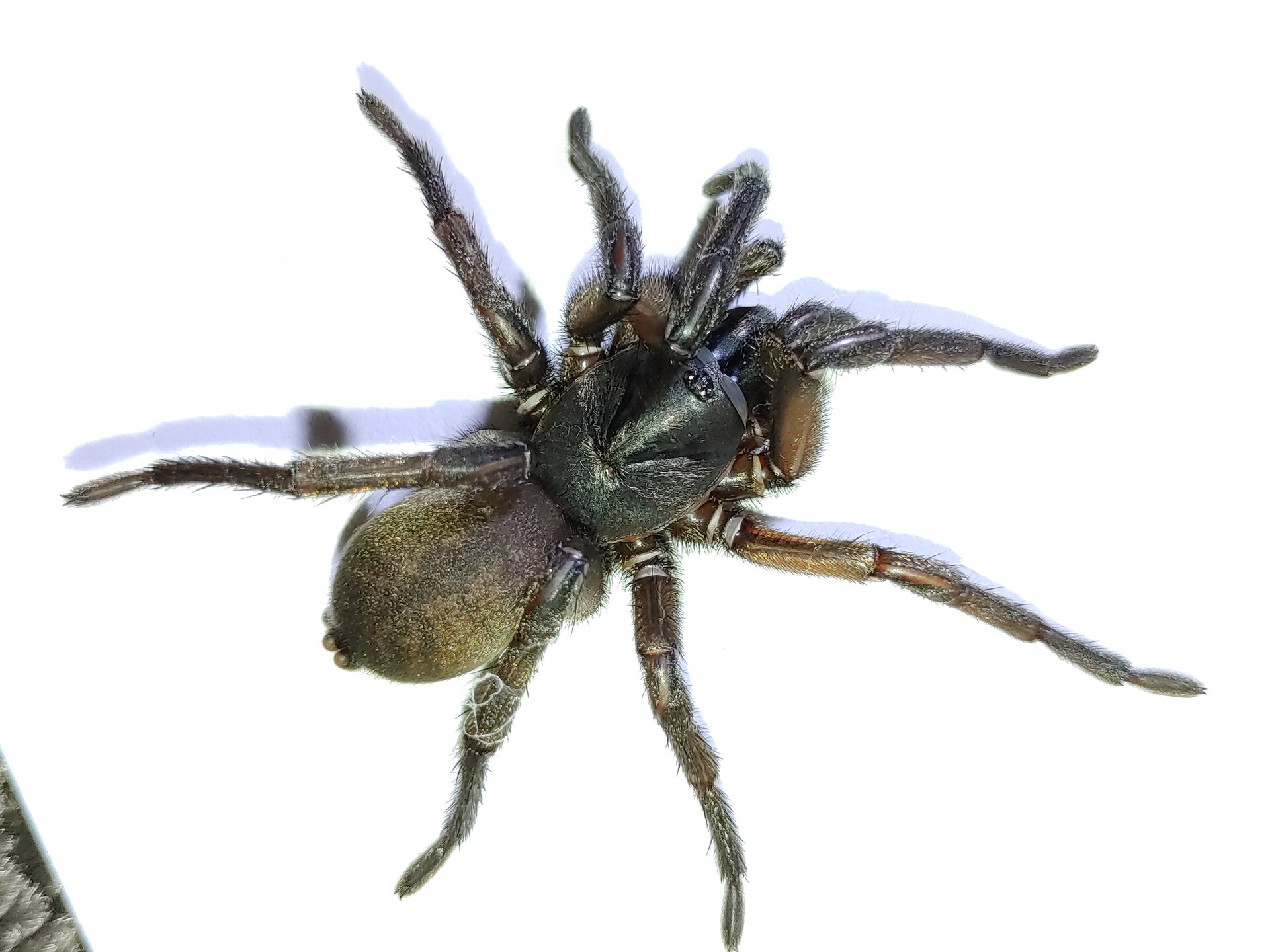 Anamidae sp. Mt Lofty 2