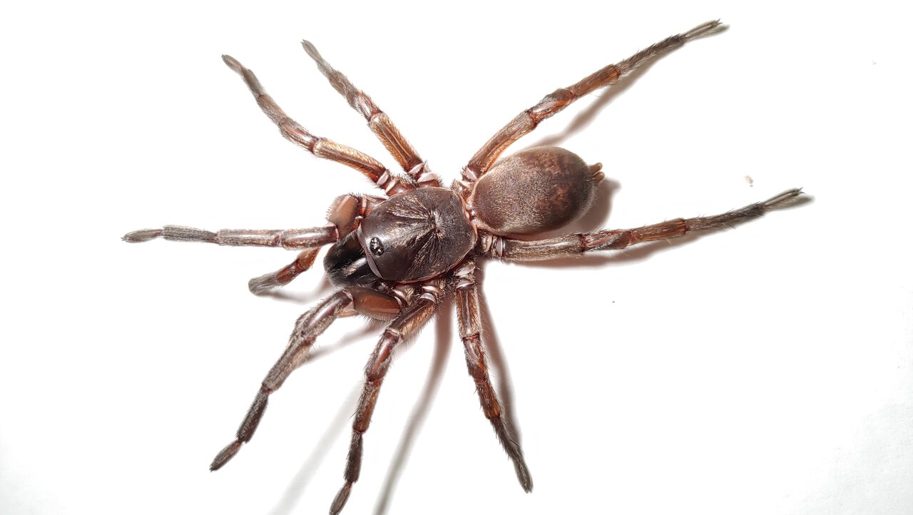 Anamidae sp. Mt Lofty 2