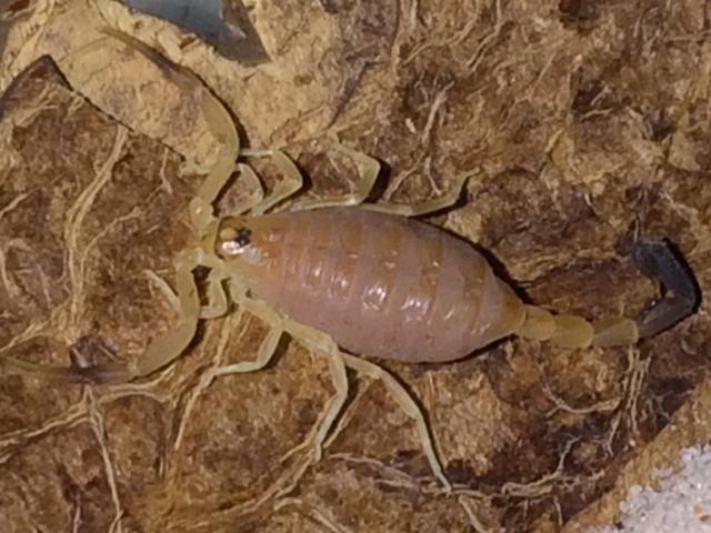 Androctonus australis hector (Tunisia)