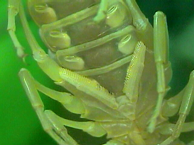 Androctonus australis pectines