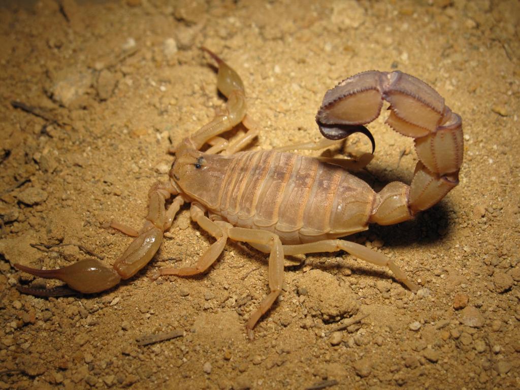 Androctonus Australis Tunisia Adult Female