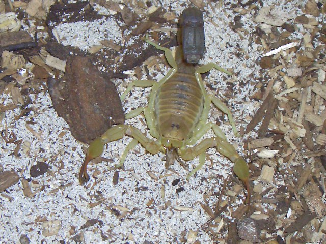 Androctonus australis