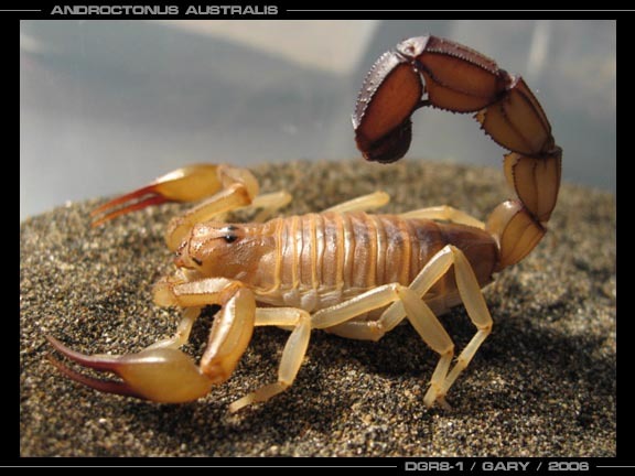Androctonus australis