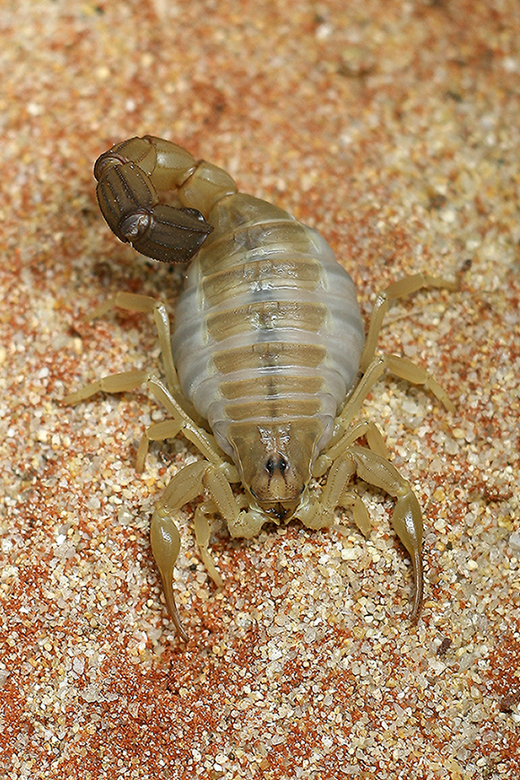 Androctonus australis