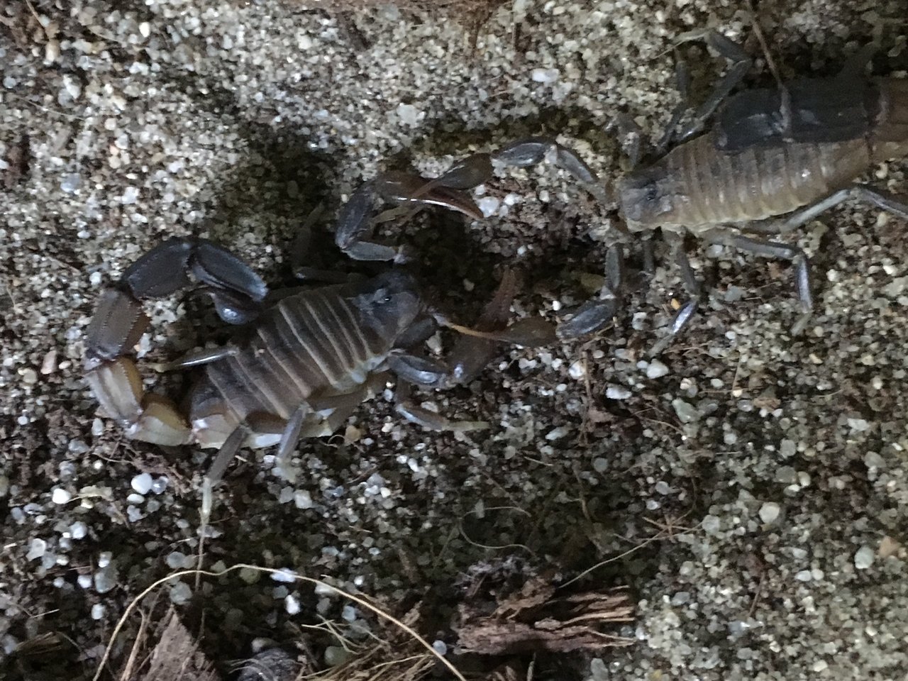 Androctonus baluchicus mating