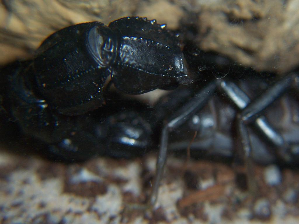 Androctonus bicolor with a Cruise Missile on its back...