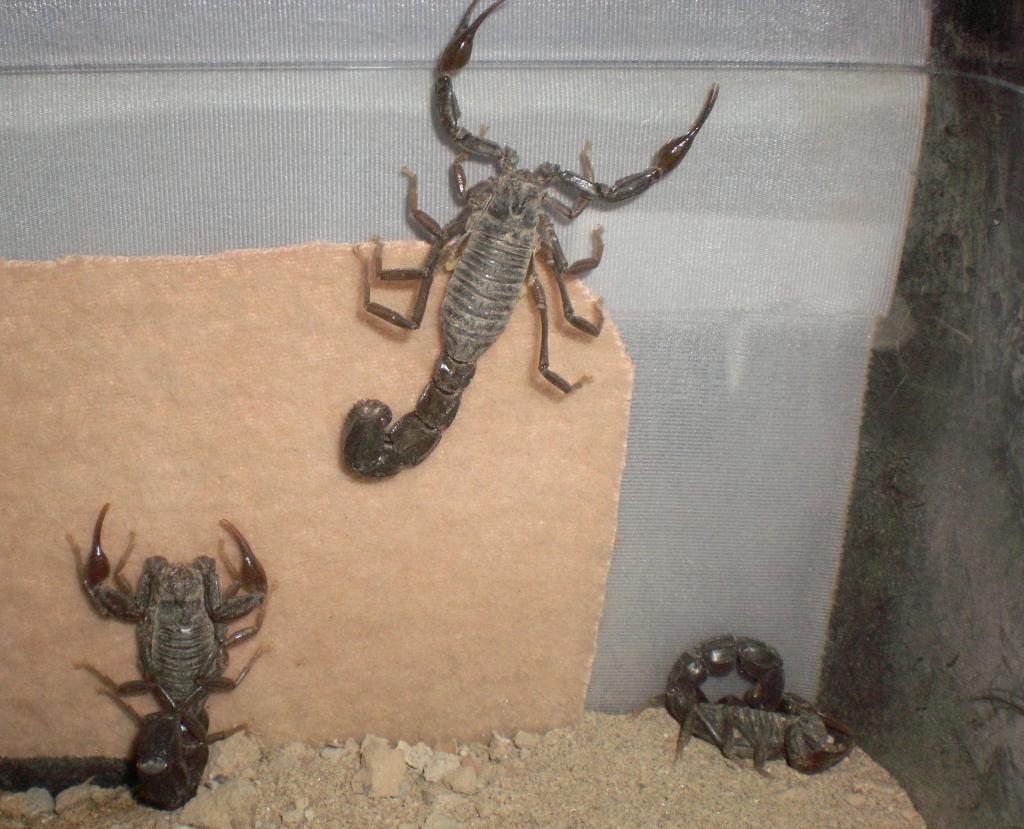 androctonus crassicauda collection in Iraq