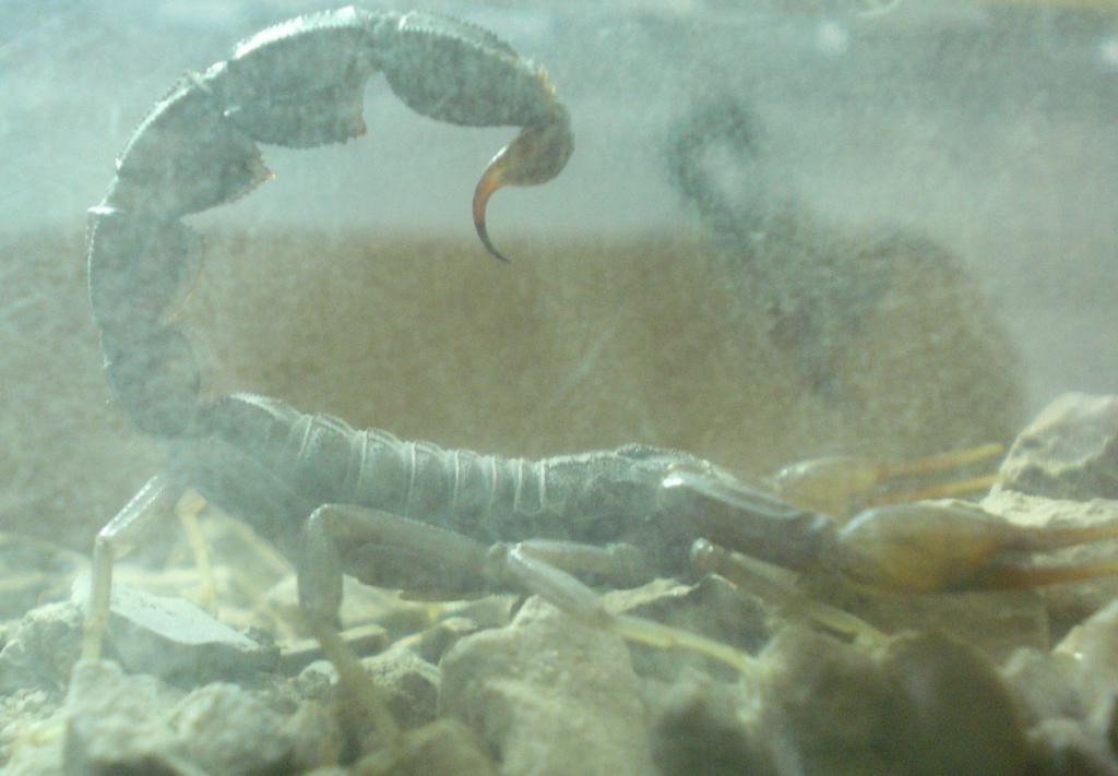 Androctonus Crassicauda Stinger Close-up