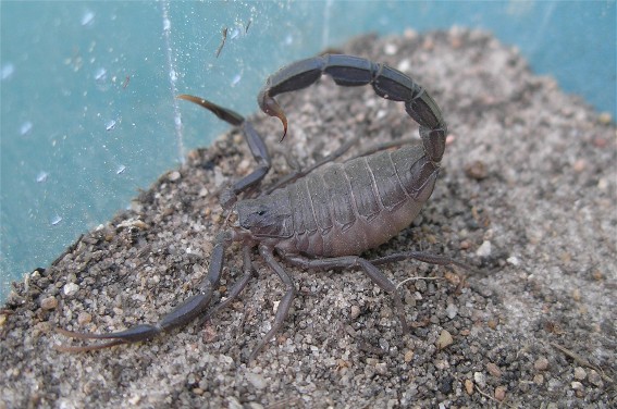 Androctonus Crassicauda