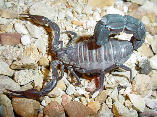 Androctonus crassicauda