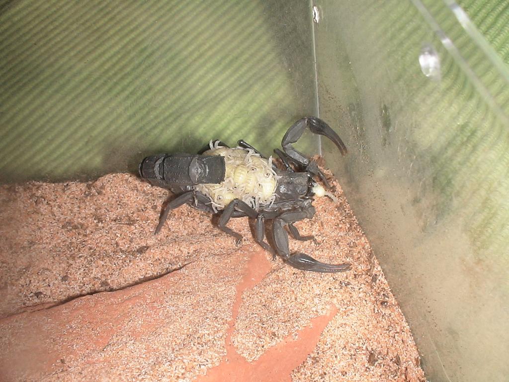 Androctonus mauritanicus