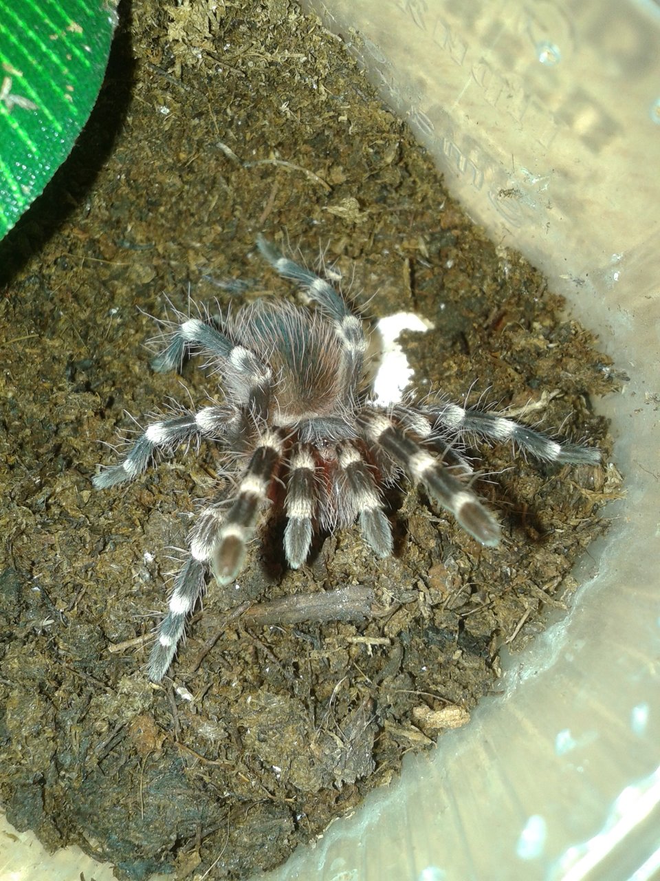 Angry A. geniculata