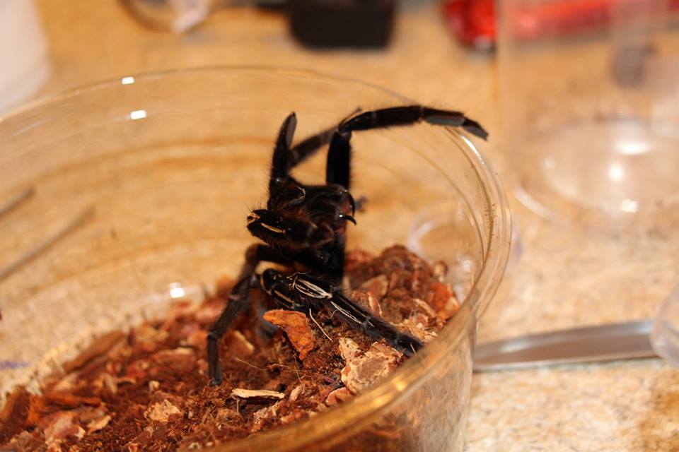 Angry E. Murinus