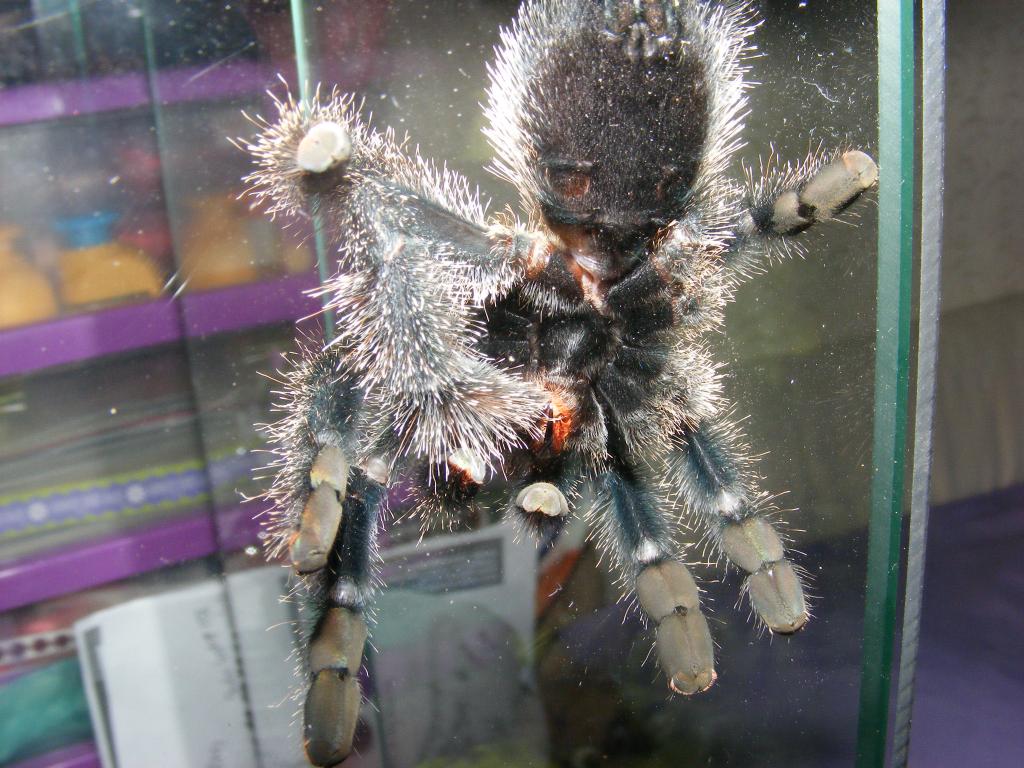 Another Avicularia Metallica M Or F Pose.