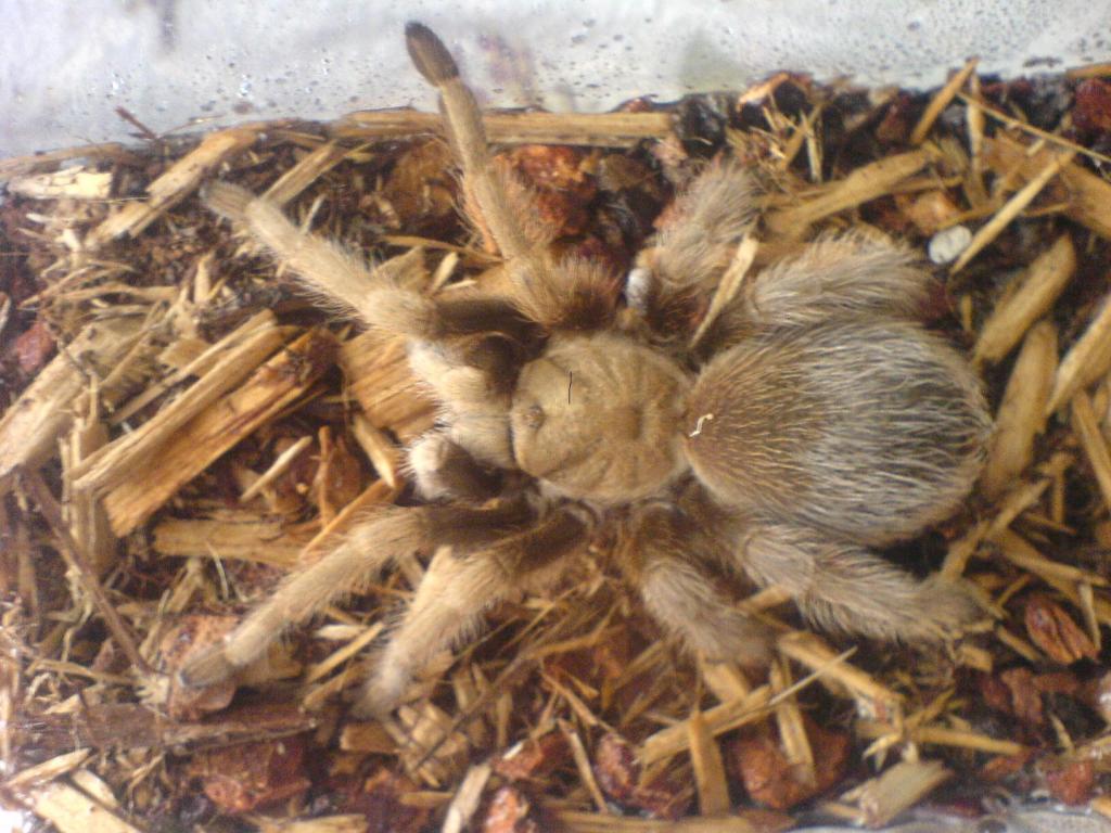 Another California Tarantula