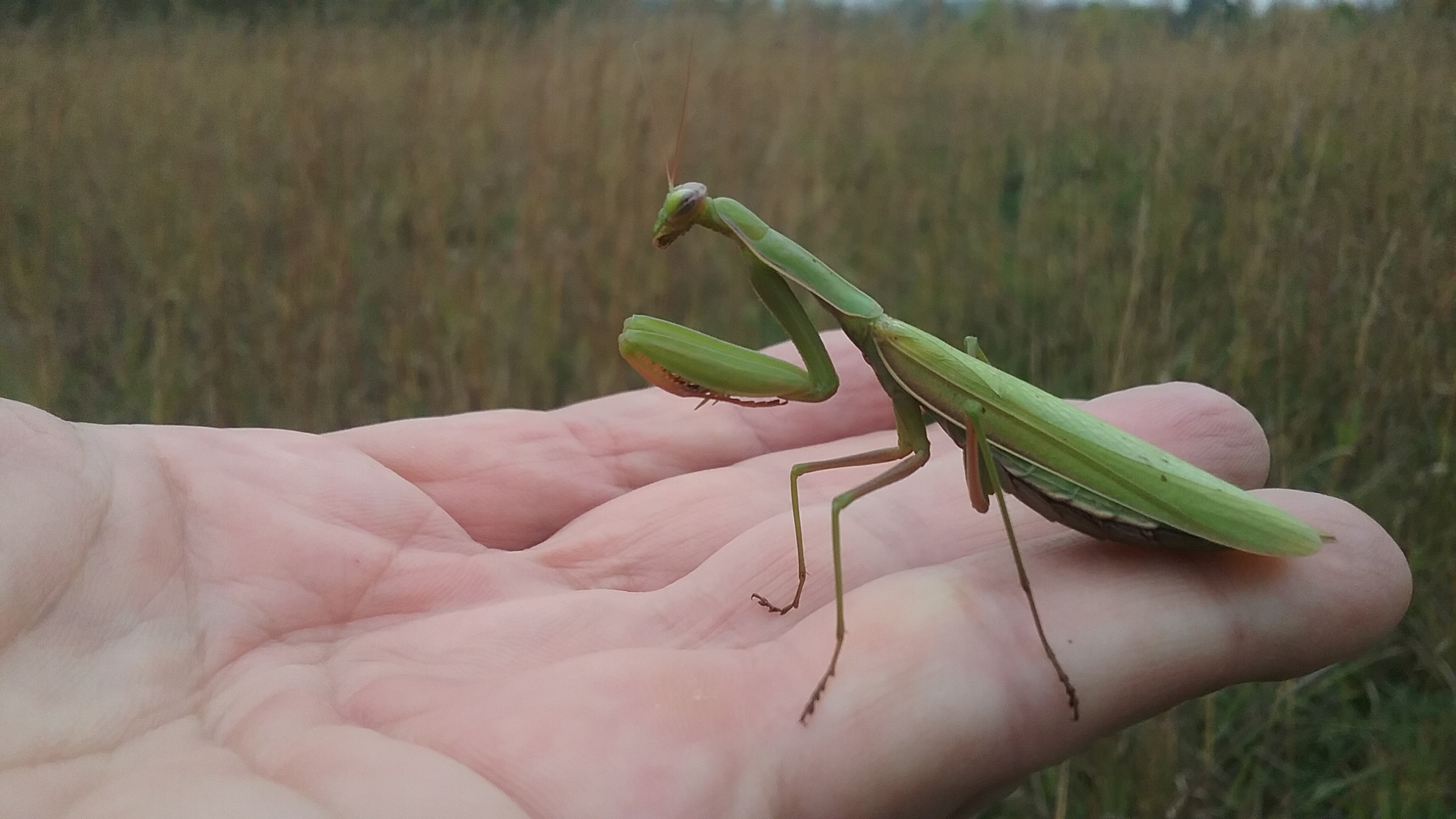 another mantid