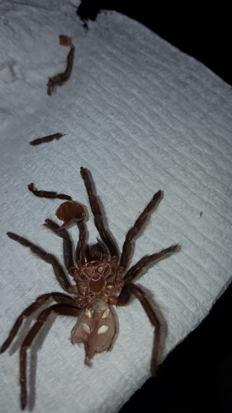 Another molt picture