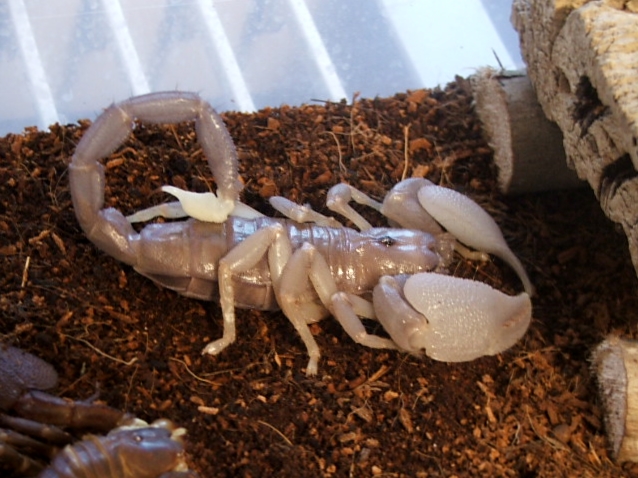 Another molted swammer