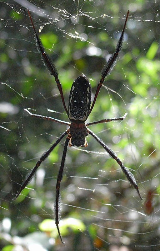 Another Nephila sp.