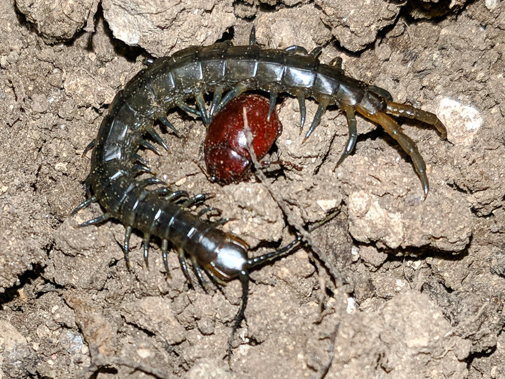 Another new centipede found, what species is it? (from Israel)